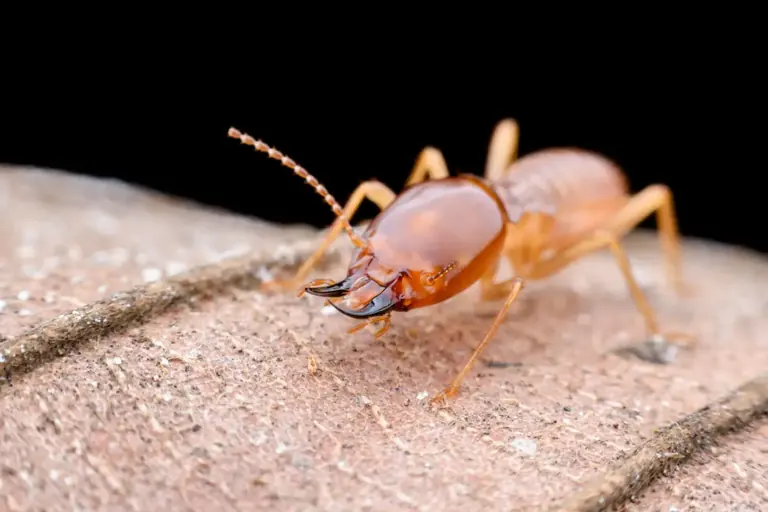 Termite close-up - best termite control Saudi Arabia