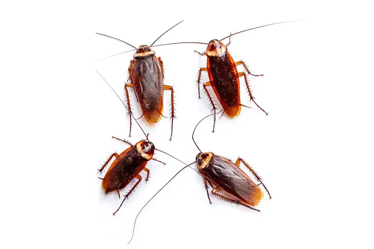 Cockroaches - cockroach control in Riyadh