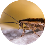 cockroach pest control Dammam